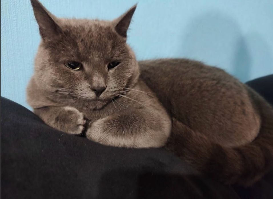 Отдам бесплатно кота британца