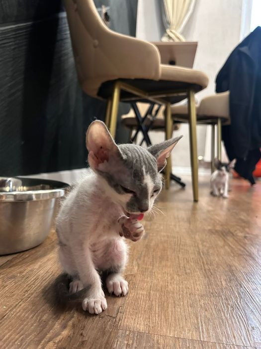 Продам котят сфинксы браш