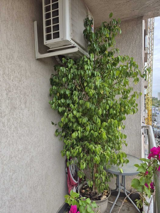 Ficus Benjamina 250cm