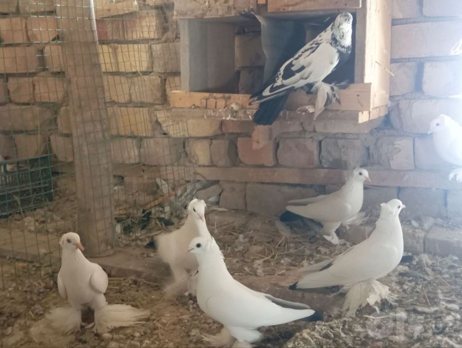 Кабутар кора дум
