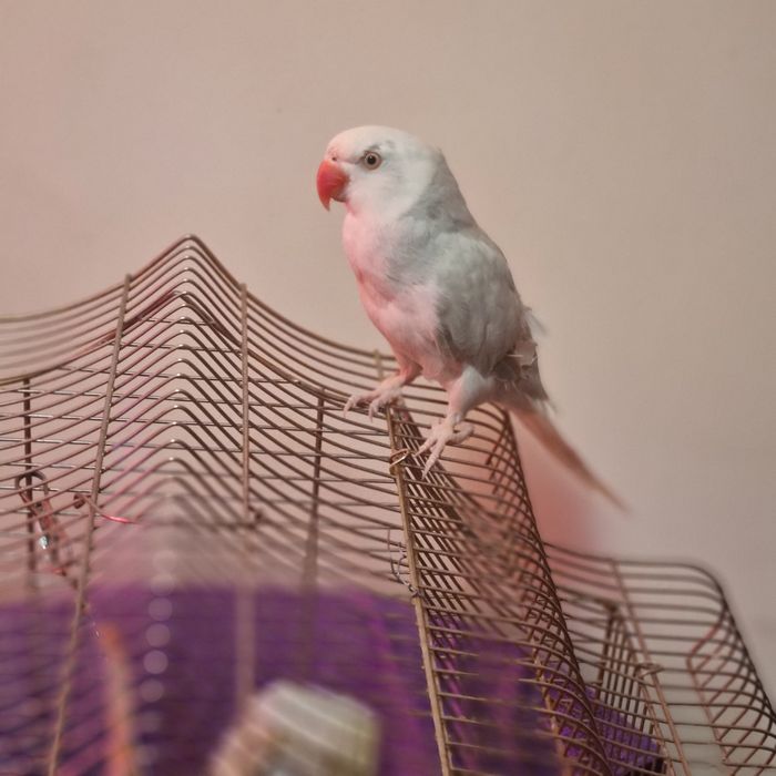 Vînd păsări vorbitoare