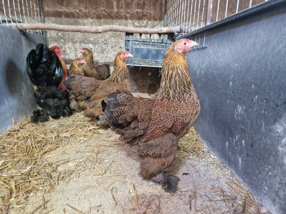 Oua incubat brahma pitic