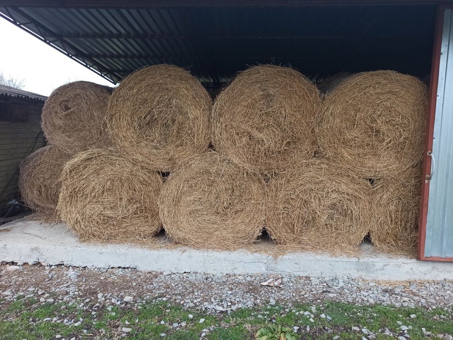 Baloți lucernă 120x120