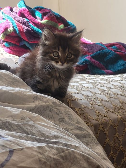 Сибирский котёнок с доставкой