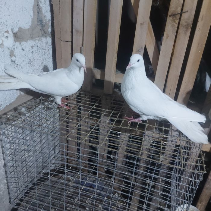 Бели Иран пара лет с игрой