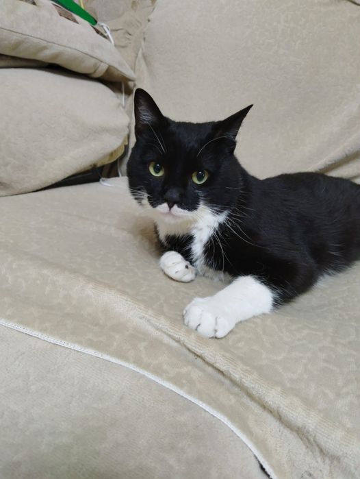 Отдам в добрые руки кота