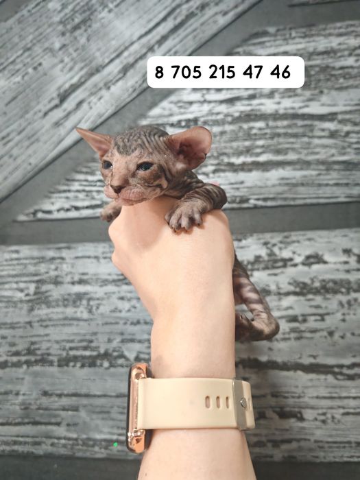 Котята сфинксы к брони