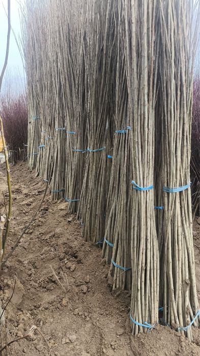 Көшеттер бар арзан бағада