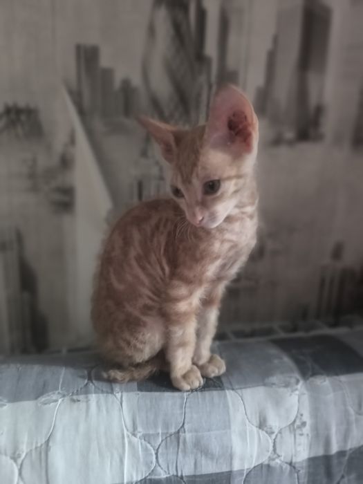 Отдам котенка (девочку)