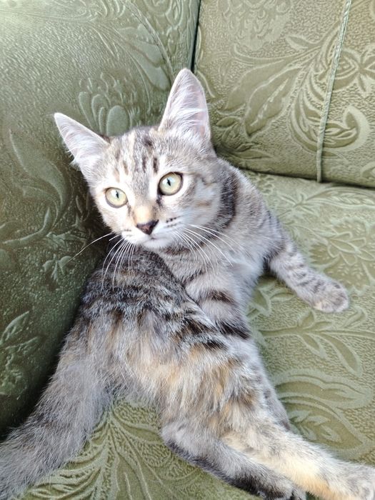 Котята в добрые руки!