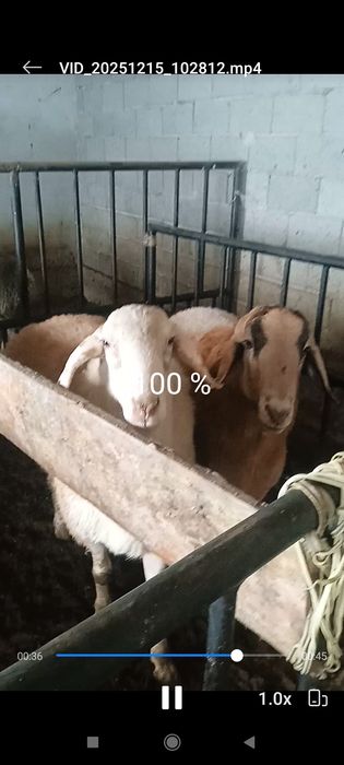 Xisor qoylar 2 tish4 tishga yaqnlashgan