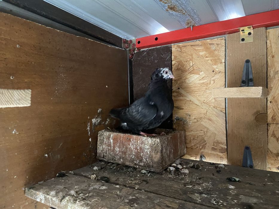 Jucator bimotat de ardeal