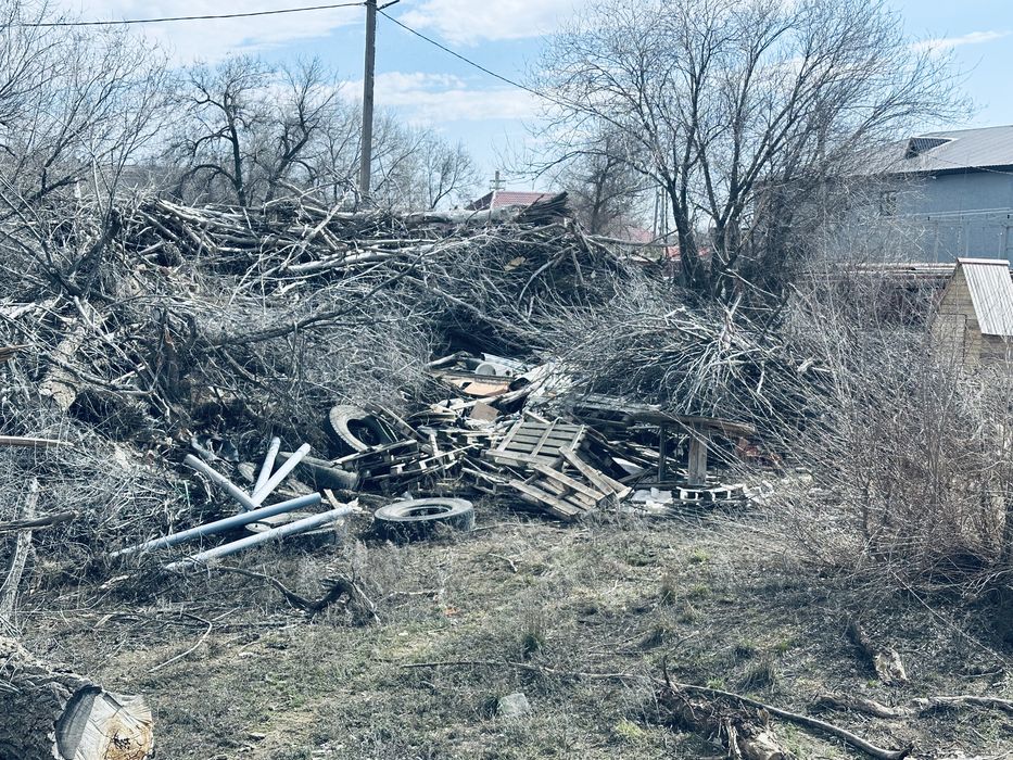 дерево сухой на