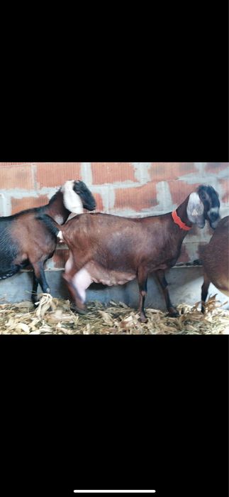 Capra anglonubian cu pedigree