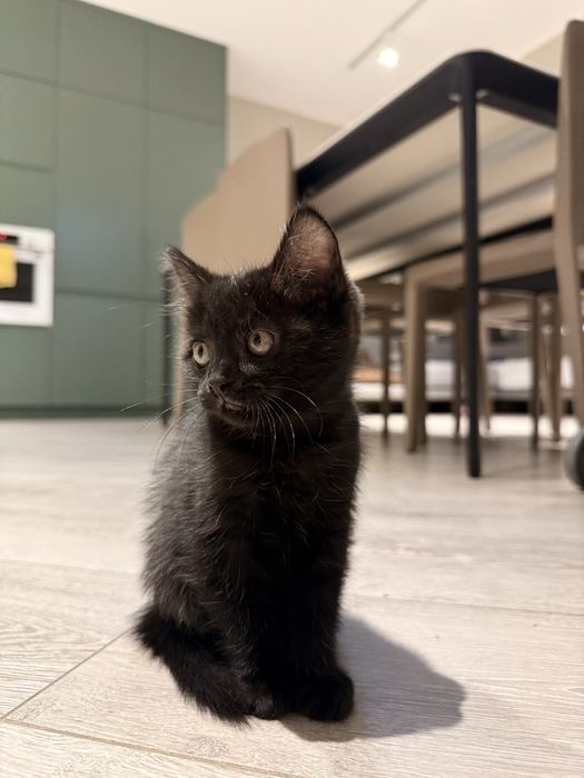 черный котенок девочка