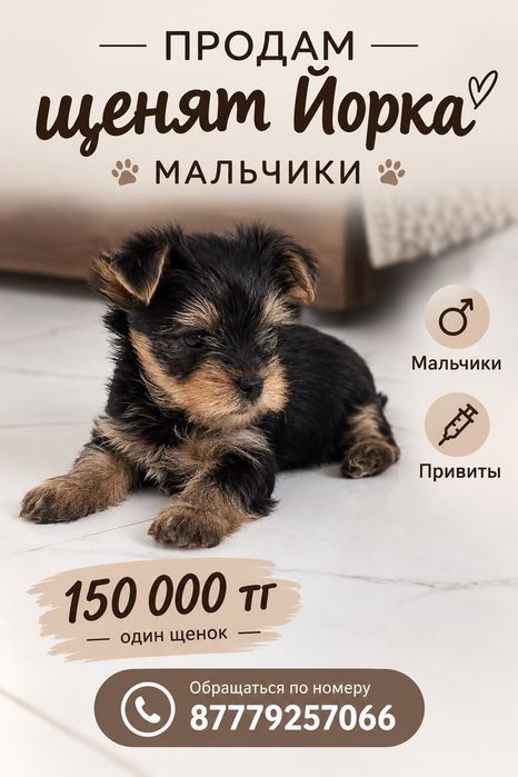 Йоркширский терьер
