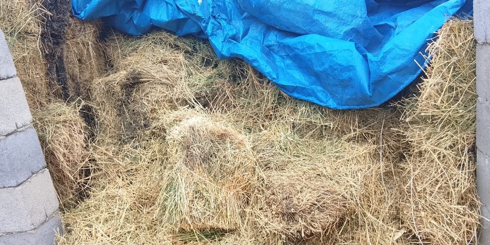 Жоңышқа сатылады тегін