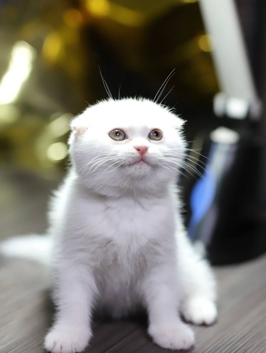 Котята скотиш фолд