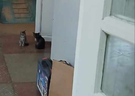 Отдам котята в добрые руки