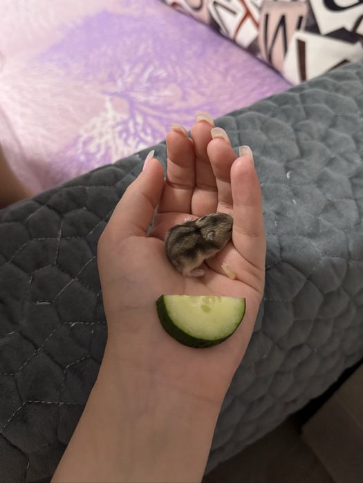 Продам хомяка
