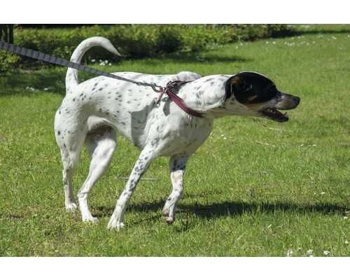 НОВ! Чанта за кръст с повод за куче до 40кг HandsFree колан с повод