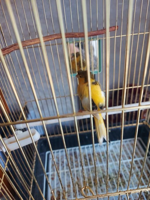 Канарейка вместе с клеткой