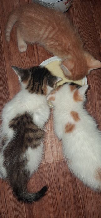 Отдам котят в хорошие руки