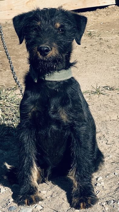 Ягтерьер сатылады