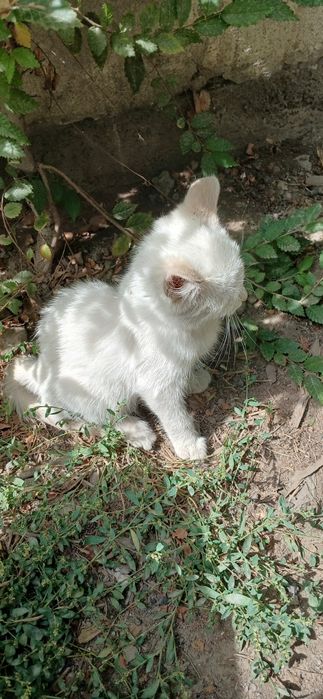 Отдам бесплатно котёнка мальчик