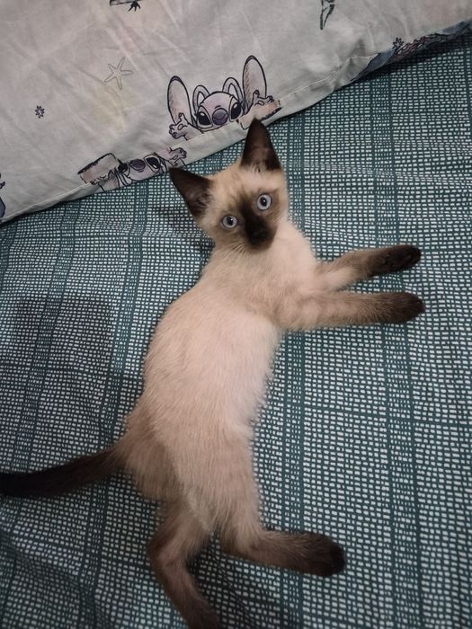 Котенок ищет семью