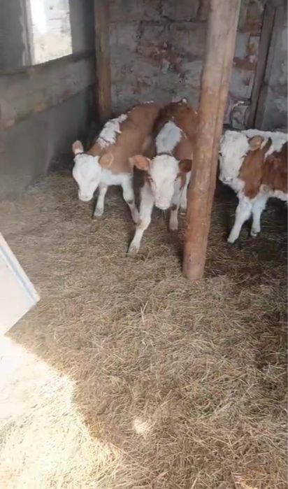 Срочно!Продажа породистых телят