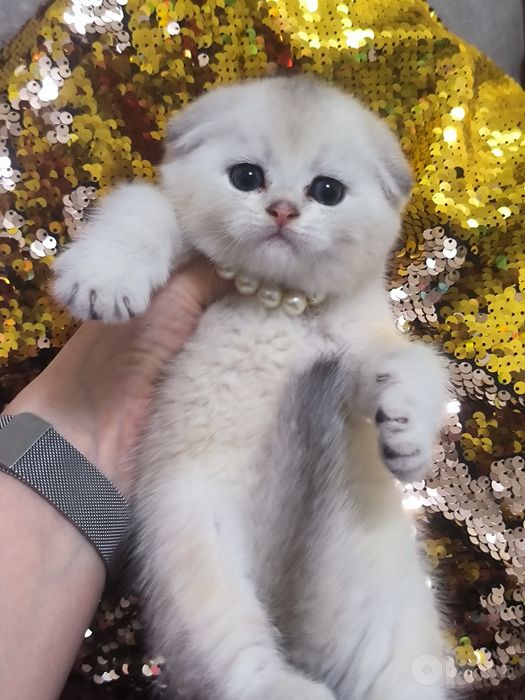 Котята чистокровные