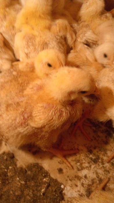 Продам бролерного цыплёнка росс 308