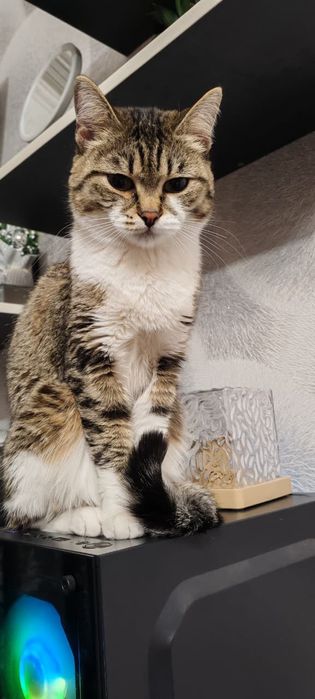 Отдаётся кошечка