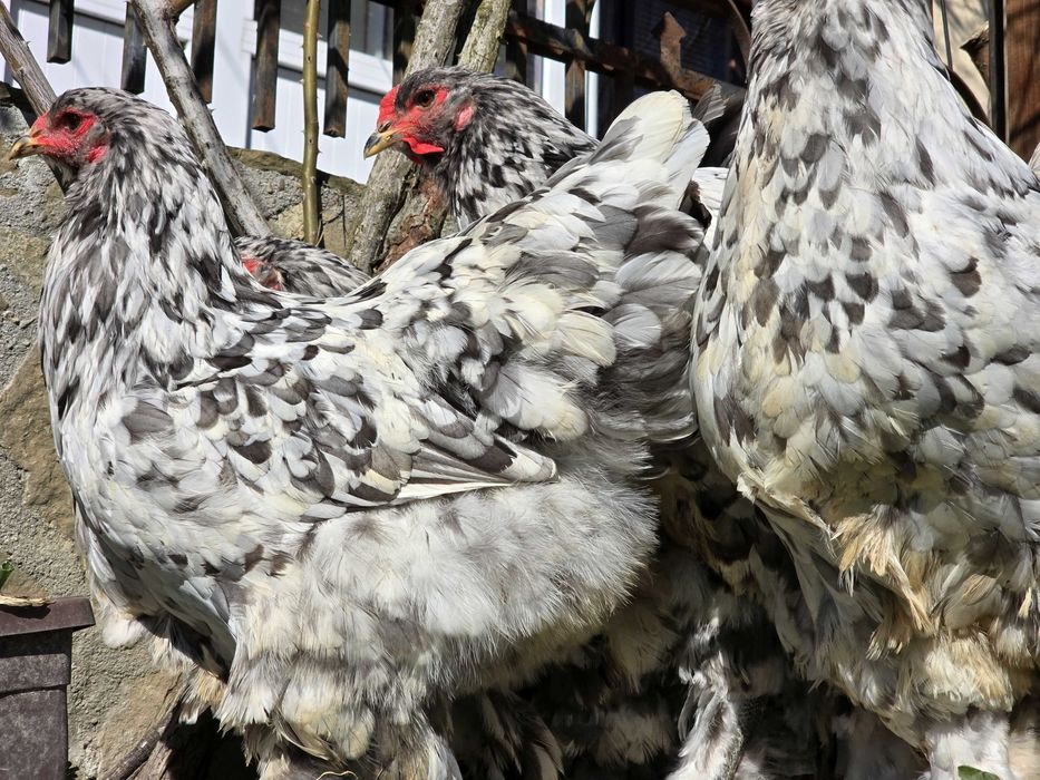 Продавам разплодни яйца от Сплаш Брама [Splash Brahma]