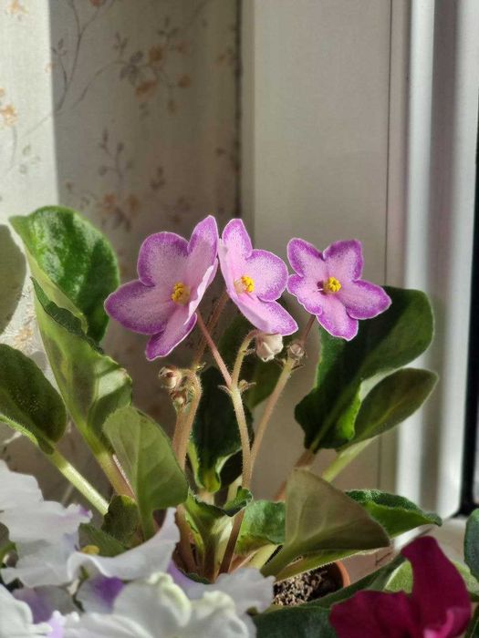 Продам фиалку сорта Halo's Aglitter