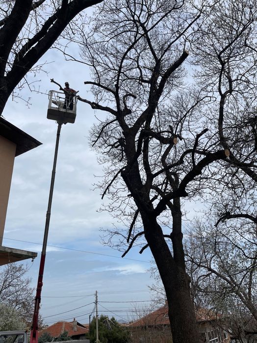 Услуги с автовишка 21м АРБОЛИФТ