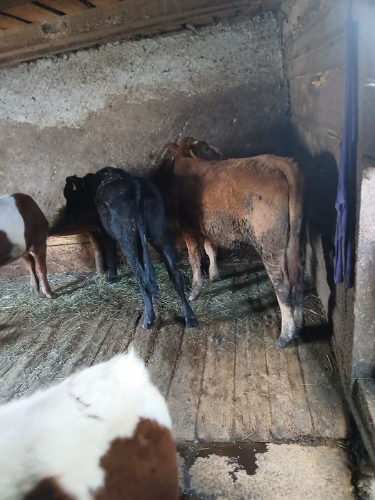 Vand 4 juninci si un taureac