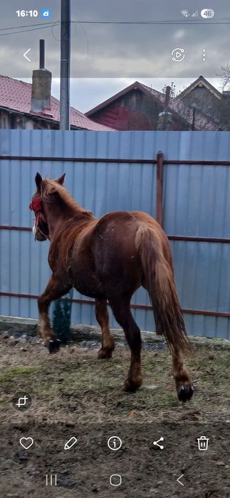 De vânzare! Armăsar de 2 Ani! Detalii în privat!