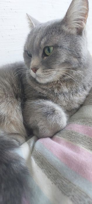 Шотландская кошка бесплатно