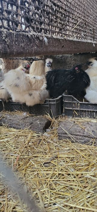 matasa japoneza 2024