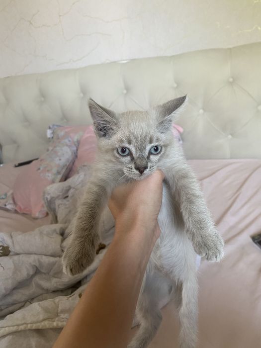 отдам котят в добрые руки)