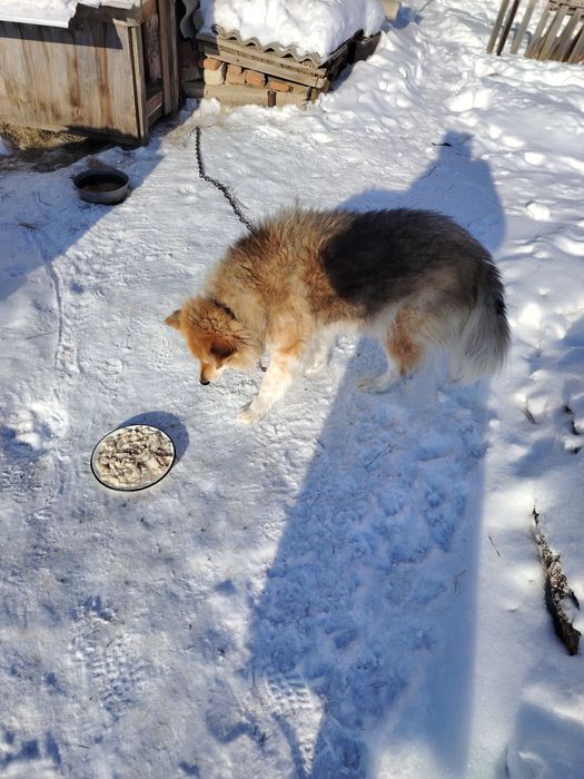 Отдам собачек в добрые руки