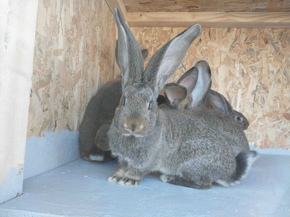 Femele / masculi uriaș german