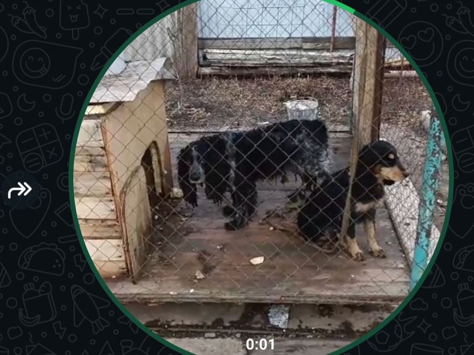 Продам щенят русского спаниеля
