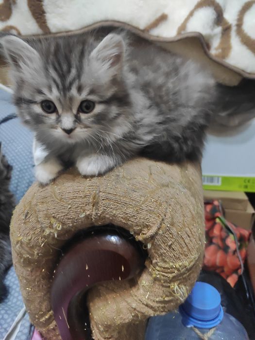 Продаются котята