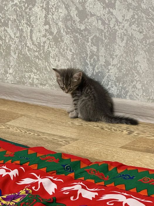 Отдам кошку в добрые руки