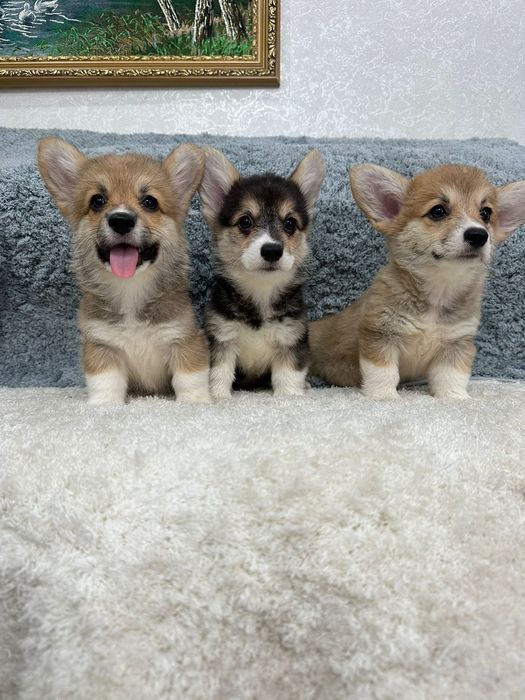 Вельш -корги пемброк