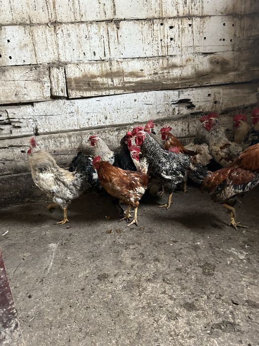 Петухов продам молодые