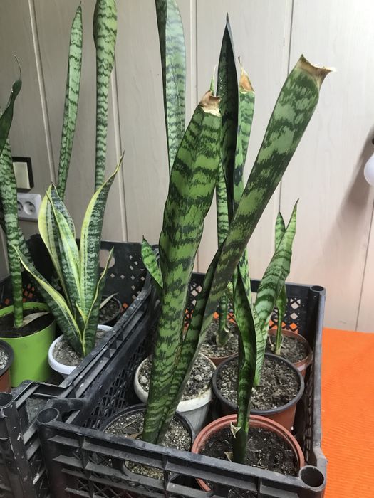 Цветок щучий хвост